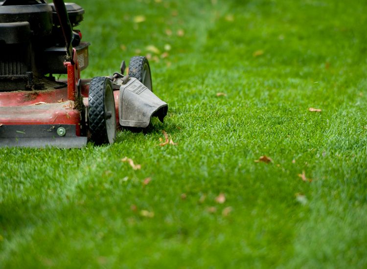 The Role of Lawn Mowing in Weed Control
